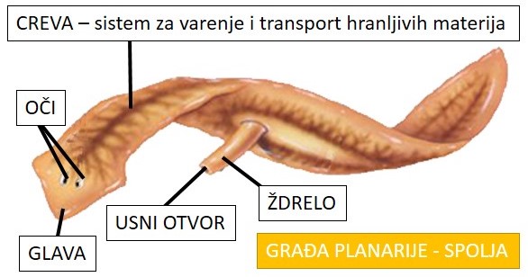 planarija_spolja_sa_objasnjenjem